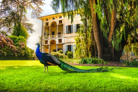 ©Luca Lorenzelli - stock.adobe.com