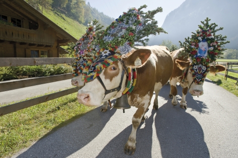 ©TVB_Mayrhofen-Norbert_Freudenthaler