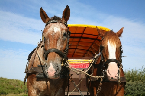 © Schiddrigkeit - stock.adobe.com