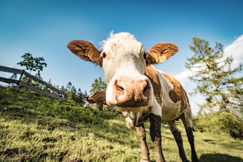 © Chiemsee-Alpenland Tourismus, Thomas Kujat